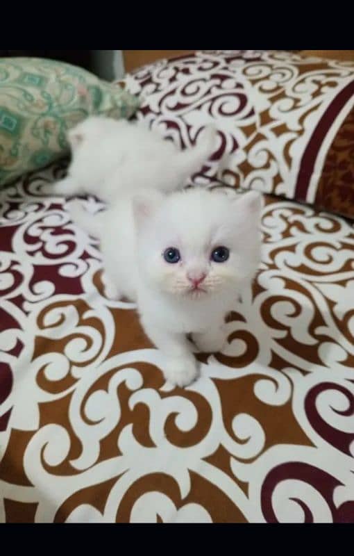 Persian cat | fancy cats |urgent sale Persian | low price | Punch face 0