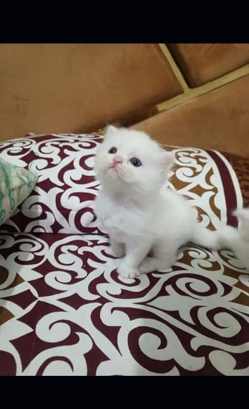 Persian cat | fancy cats |urgent sale Persian | low price | Punch face 2