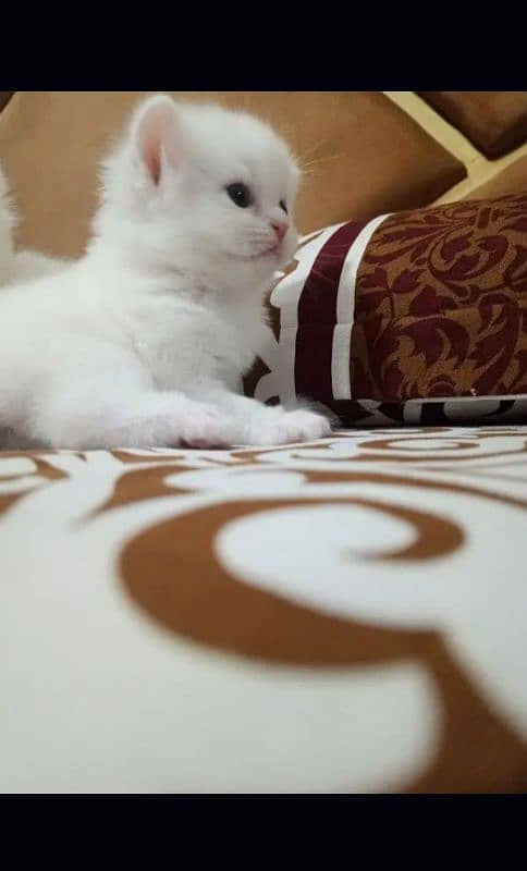 Persian cat | fancy cats |urgent sale Persian | low price | Punch face 3