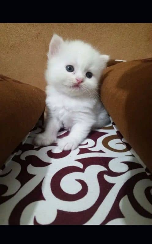 Persian cat | fancy cats |urgent sale Persian | low price | Punch face 4