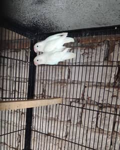 Albino Split Breeder pair