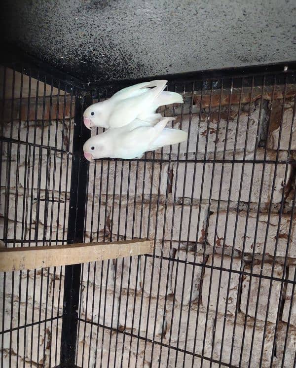 Albino Split Breeder pair 0