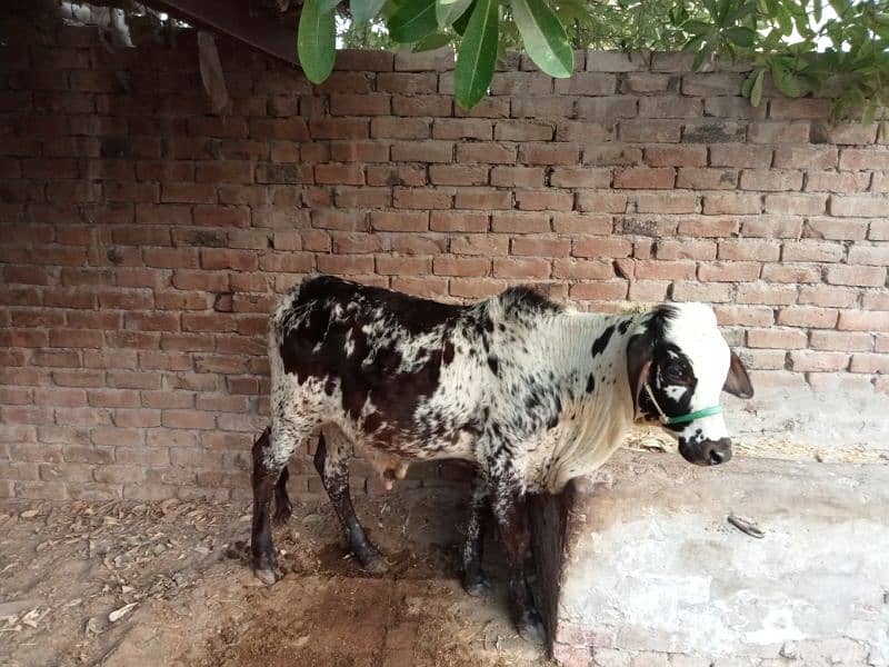 Small Bull for Sale 0