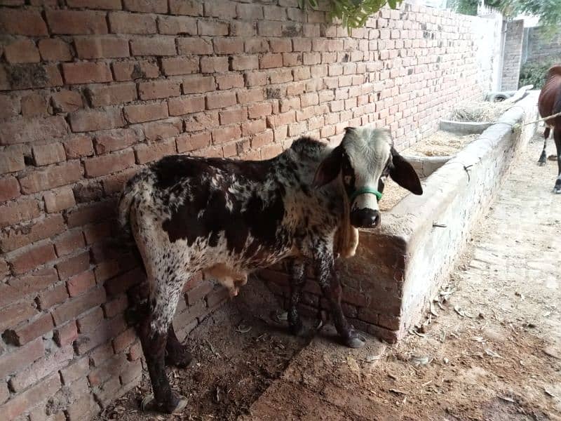 Small Bull for Sale 2