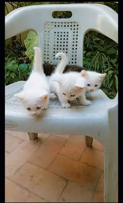 Persian cat | fancy cats |urgent sale Persian | low price | Punch face