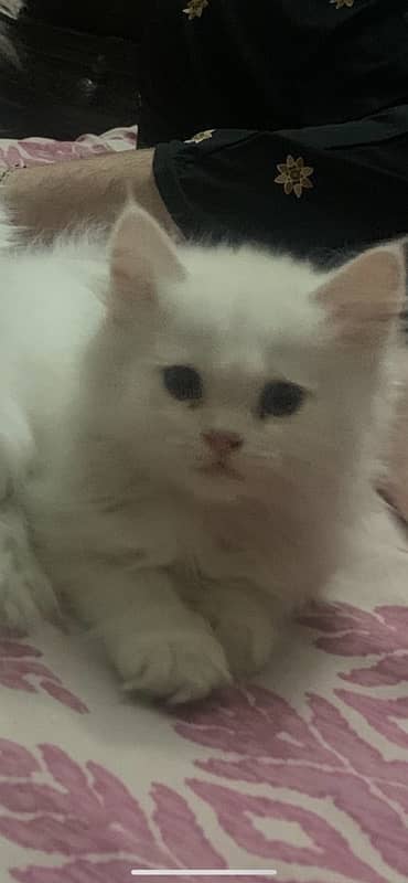 persian male and female kittens 6