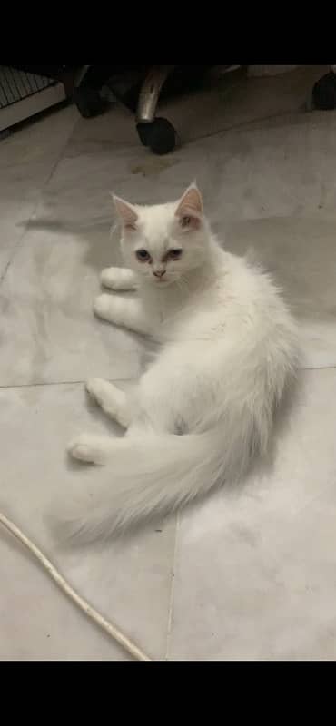 persian male and female kittens 7