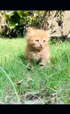 Persian cat | fancy cats |urgent sale Persian | low price | Punch face