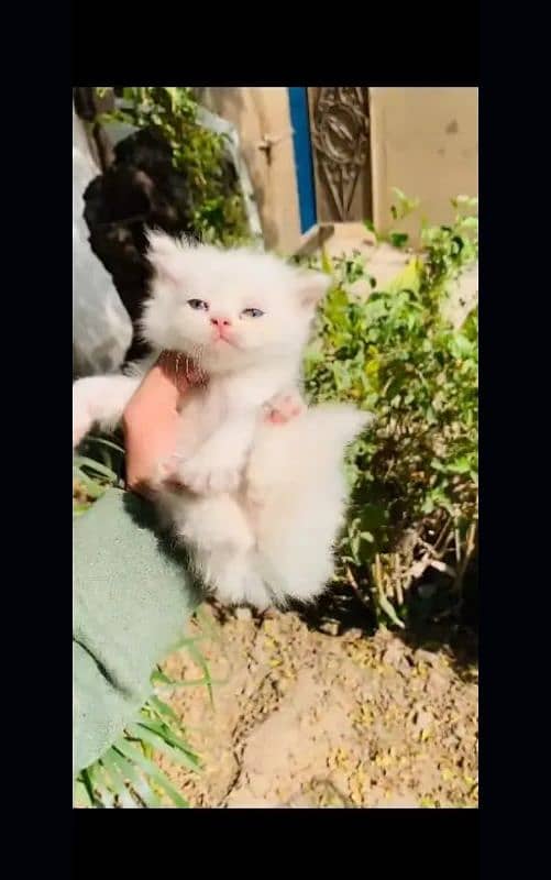 Persian cat | fancy cats |urgent sale Persian | low price | Punch face 1