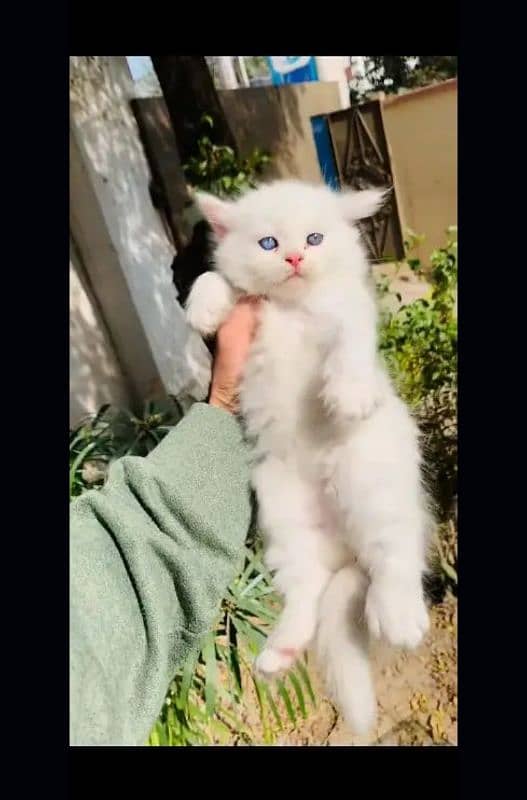 Persian cat | fancy cats |urgent sale Persian | low price | Punch face 3