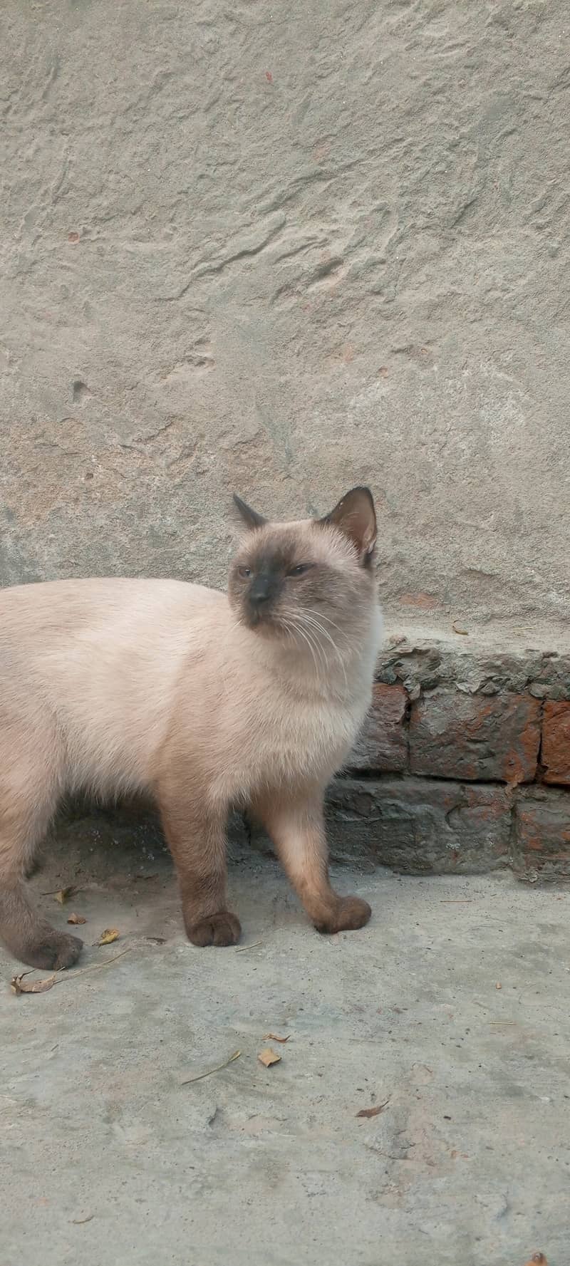 Male cate urgent sale 1