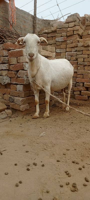 Gaban Bakri for Sale 0