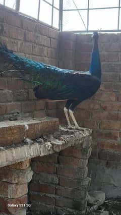 Pair of Peacocks