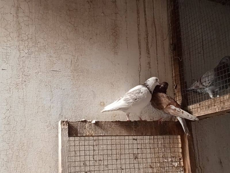 pure white breeder pigeons pair 4