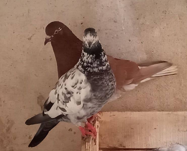 pure white breeder pigeons pair 5