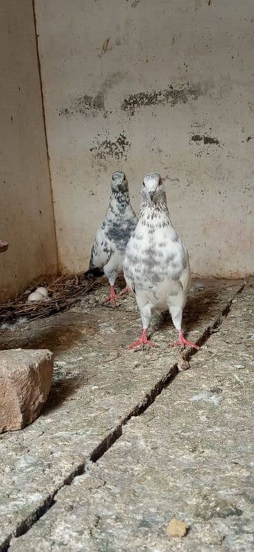 pure white breeder pigeons pair 6