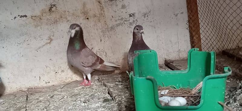 pure white breeder pigeons pair 7