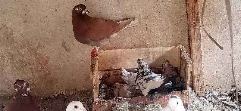 pure white breeder pigeons pair 8