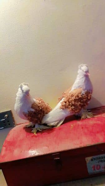 frill back yellow seddle breeder pair 1