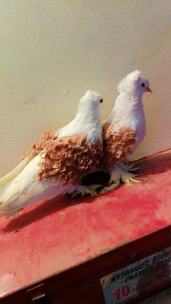 frill back yellow seddle breeder pair 4