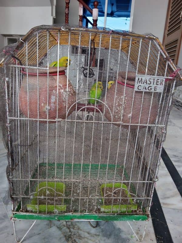 1 PAIR AND ONE FEMALE WITH CAGE AND TWO MATKI 3