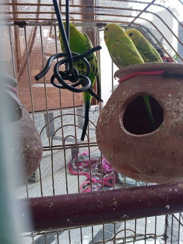 1 PAIR AND ONE FEMALE WITH CAGE AND TWO MATKI 4