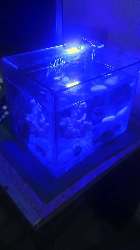 Small size decorated aquarium with betta pair 1