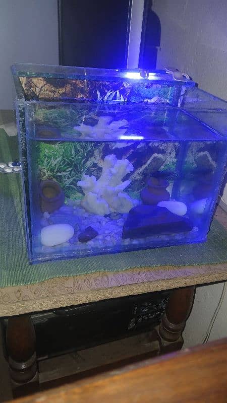 Small size decorated aquarium with betta pair 0