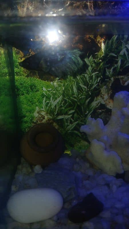 Small size decorated aquarium with betta pair 4