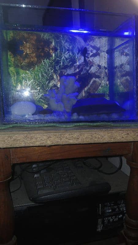 Small size decorated aquarium with betta pair 5