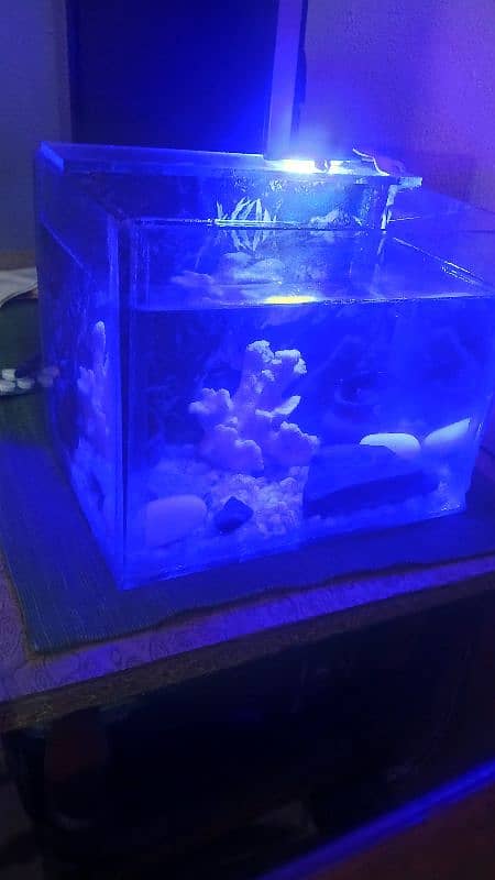 Small size decorated aquarium with betta pair 6