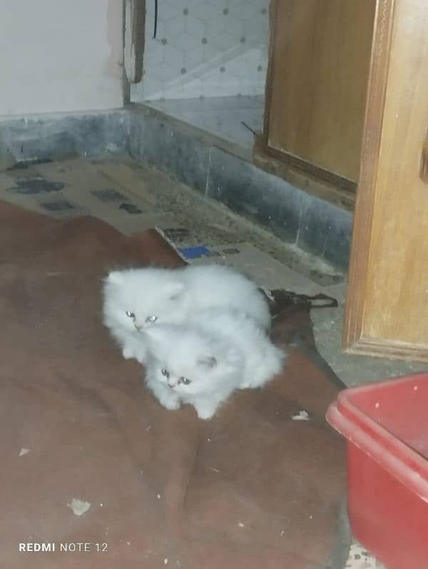 persian cat for sale 1