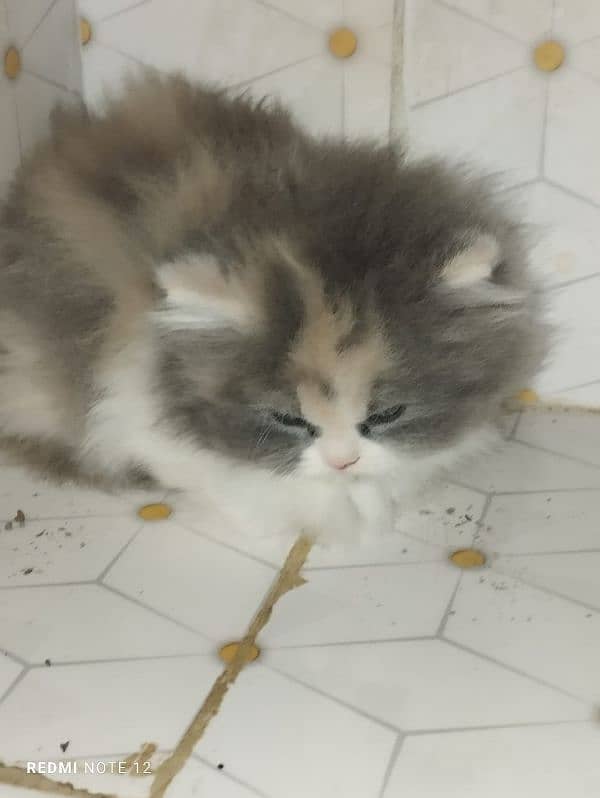 persian cat for sale 2