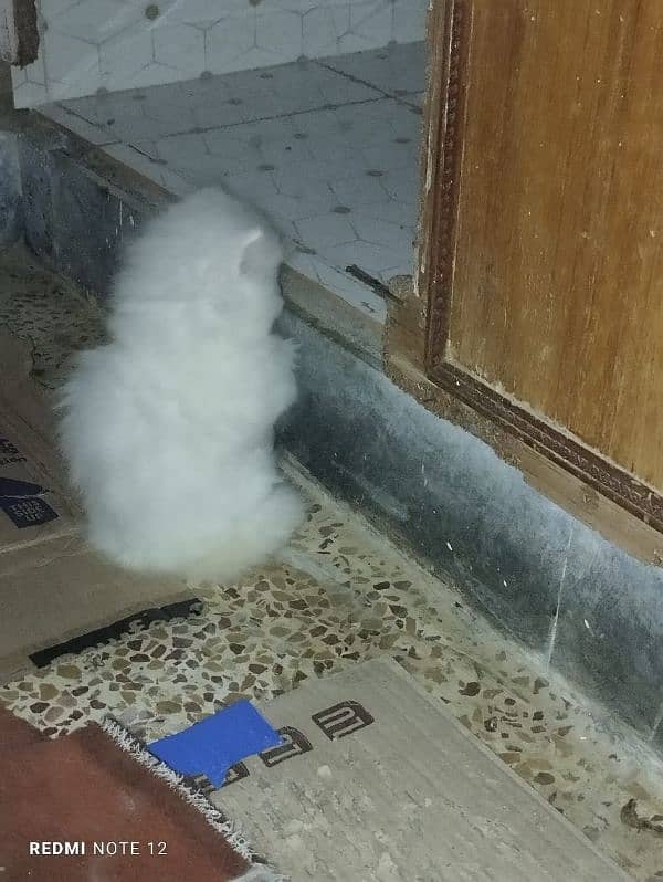 persian cat for sale 3