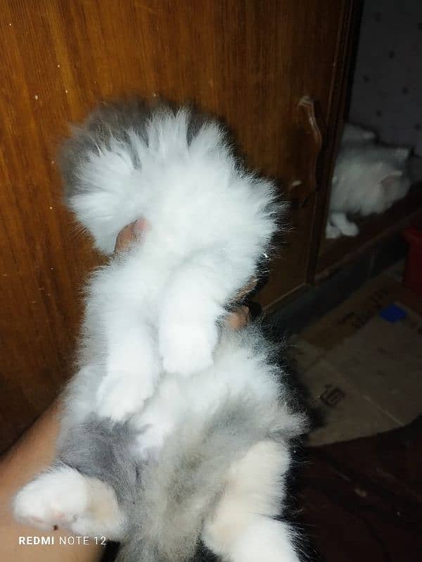 persian cat for sale 4