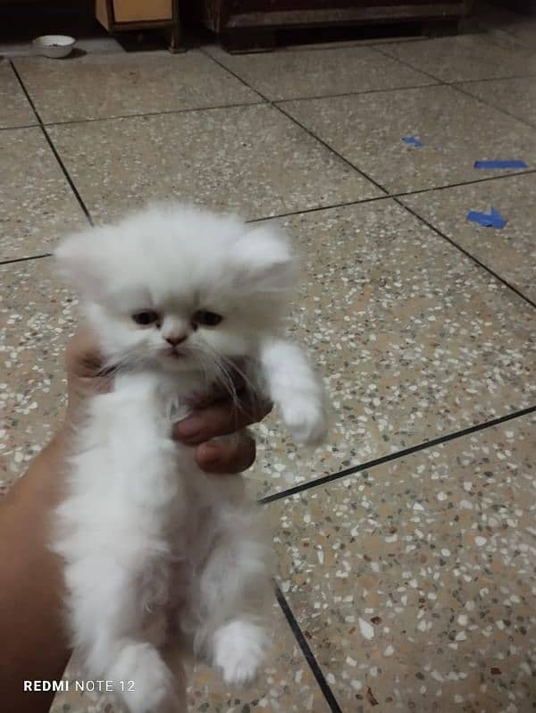 persian cat for sale 5