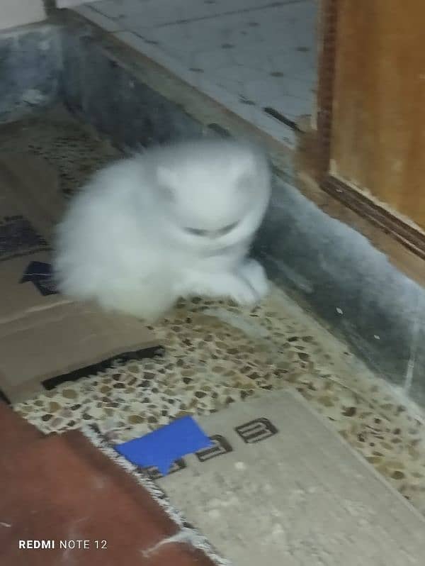 persian cat for sale 6