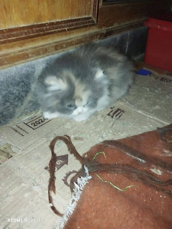 persian cat for sale 7