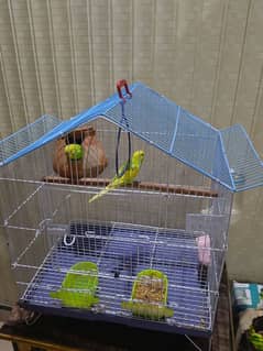 Budgies