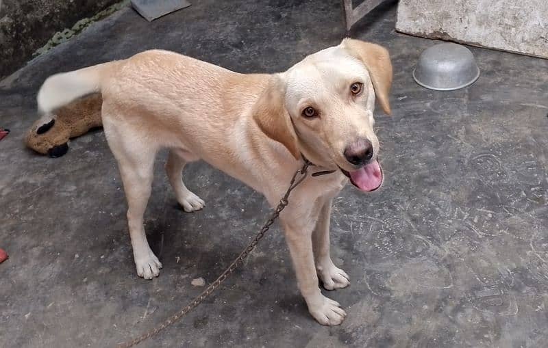 Labrador dog 6 month male 2