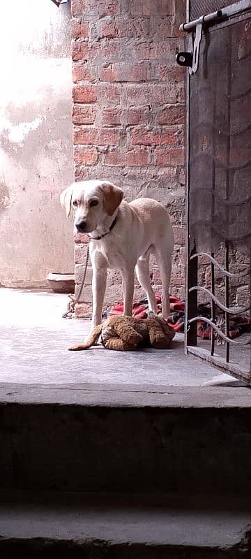 Labrador dog 6 month male 3