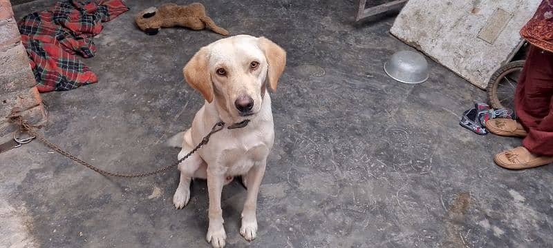 Labrador dog 6 month male 5