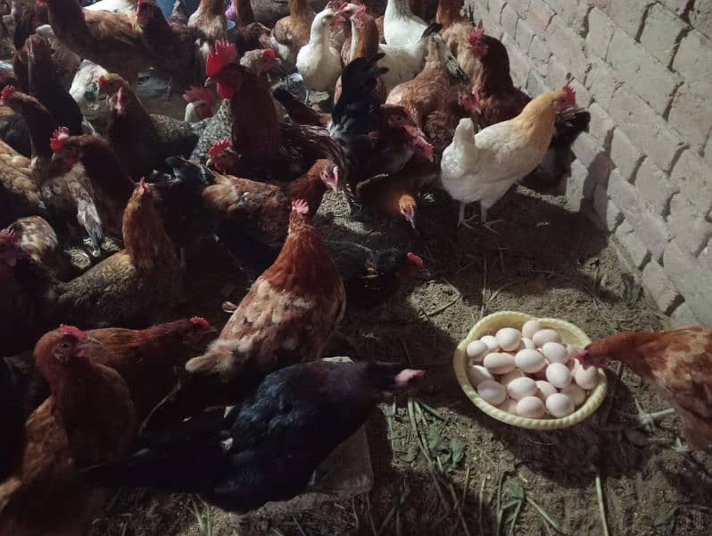 Pure Desi Eggs and Murghy For Sale Burewala 0