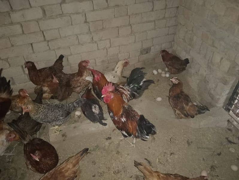 Pure Desi Eggs and Murghy For Sale Burewala 1