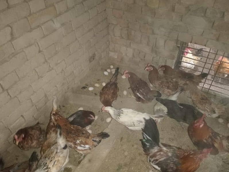 Pure Desi Eggs and Murghy For Sale Burewala 2