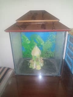 Fish aquarium