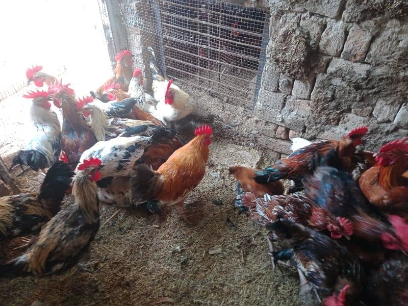 Pure Desi Eggs and Murghy For Sale Burewala 4