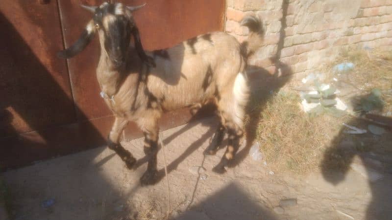 2 dant bakra 1