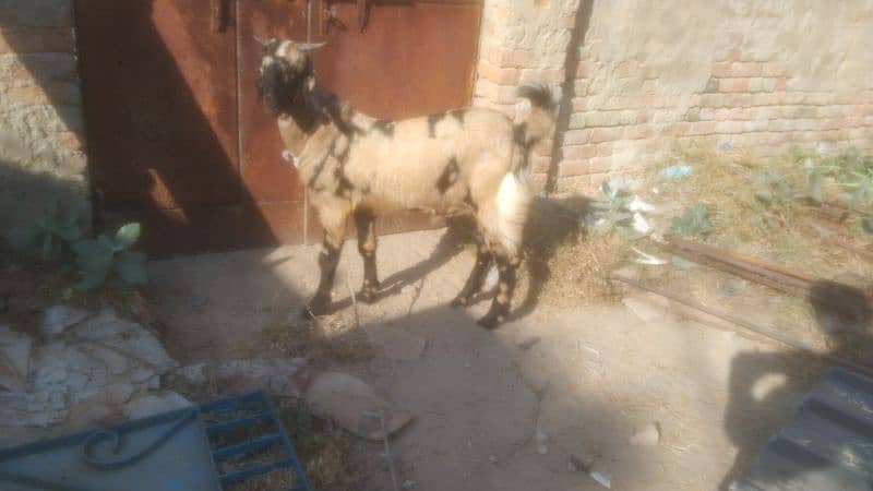 2 dant bakra 3