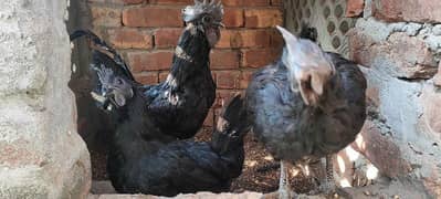 Ayam Cemani Semani Only Eggs